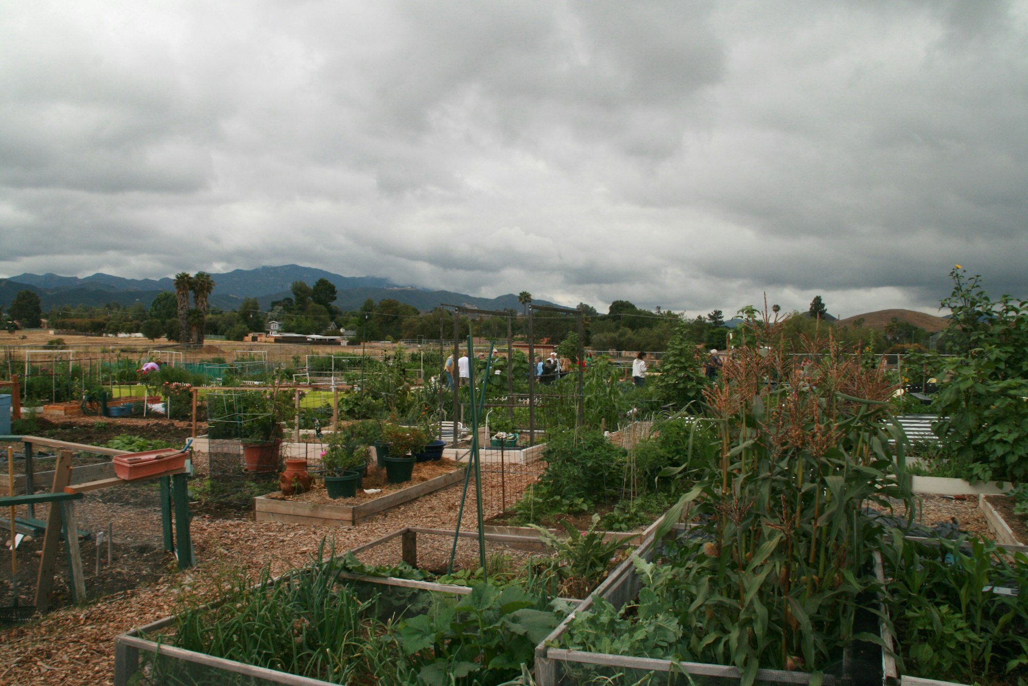 May contain: garden, nature, outdoors, soil, plant, potted plant, herbs, person, and gardening